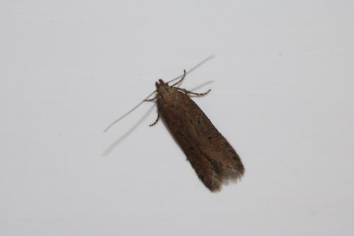 Réf. 254 170 : Scrobipalpa sp.